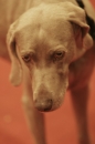 Discover Dogs111106_VGL6003.jpg