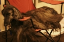 Discover Dogs111106_VGL6053.jpg