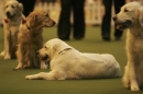 Discover Dogs111106_VGL5956.jpg