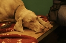 Discover Dogs111106_VGL5996.jpg