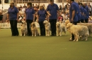 Discover Dogs111106_VGL5909.jpg