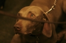 Discover Dogs111106_VGL6070.jpg