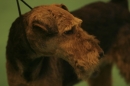 Discover Dogs111106_VGL5647.jpg