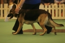 Discover Dogs111106_VGL5644.jpg