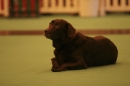 Discover Dogs111106_VGL5635.jpg