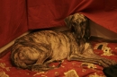 Discover Dogs111106_VGL5738.jpg