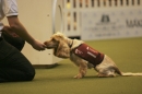 Discover Dogs111106_VGL5830.jpg