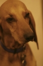 Discover Dogs111106_VGL5744.jpg