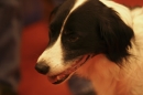 Discover Dogs111106_VGL5698.jpg
