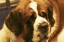 Discover Dogs111106_VGL6163.jpg