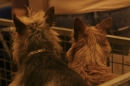 Discover Dogs111106_VGL6170.jpg