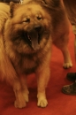 Discover Dogs111106_VGL6183.jpg