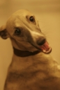 Discover Dogs111106_VGL5733.jpg