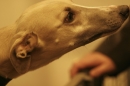 Discover Dogs111106_VGL5736.jpg