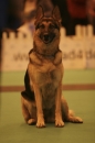 Discover Dogs111106_VGL5642.jpg