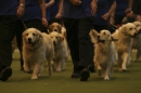 Discover Dogs111106_VGL5853.jpg