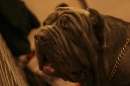 Discover Dogs111106_VGL6157.jpg