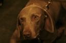 Discover Dogs111106_VGL6069.jpg