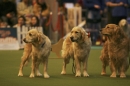 Discover Dogs111106_VGL5896.jpg