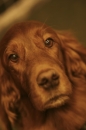 Discover Dogs111106_VGL5790.jpg
