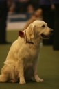 Discover Dogs111106_VGL5861.jpg