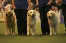 Discover Dogs111106_VGL5949.jpg