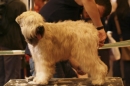Discover Dogs111106_VGL5700.jpg