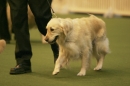 Discover Dogs111106_VGL5977.jpg