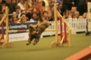 Discover Dogs111106_VGL6137.jpg