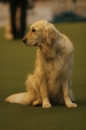 Discover Dogs111106_VGL5859.jpg