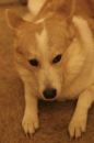 Discover Dogs111106_VGL5670.jpg