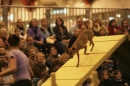 Discover Dogs111106_VGL6105.jpg