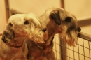 Discover Dogs111106_VGL6181.jpg