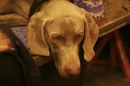 Discover Dogs111106_VGL5995.jpg