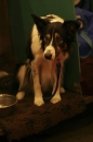 Discover Dogs111106_VGL5655.jpg