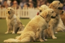Discover Dogs111106_VGL5906.jpg