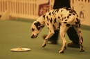 Discover Dogs111106_VGL5622.jpg