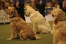 Discover Dogs111106_VGL5858.jpg