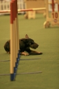 Discover Dogs111106_VGL6091.jpg
