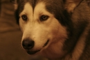 Discover Dogs111106_VGL6149.jpg