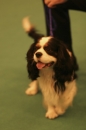 Discover Dogs111106_VGL5608.jpg