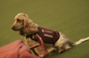 Discover Dogs111106_VGL5822.jpg