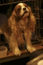 Discover Dogs111106_VGL5659.jpg