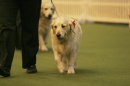 Discover Dogs111106_VGL5979.jpg