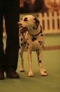 Discover Dogs111106_VGL5631.jpg