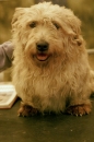 Discover Dogs111106_VGL5717.jpg