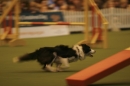 Discover Dogs111106_VGL6110.jpg