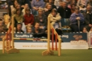 Discover Dogs111106_VGL6143.jpg