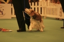 Discover Dogs111106_VGL5625.jpg