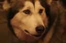 Discover Dogs111106_VGL6148.jpg